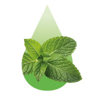 Kupa - Menthe